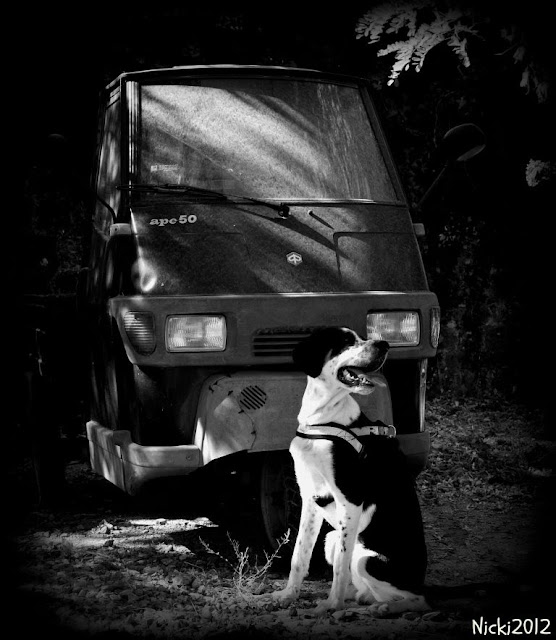 La Vita Del Segusetter Cosimo Tra Gli Umani Oder Auch Ein