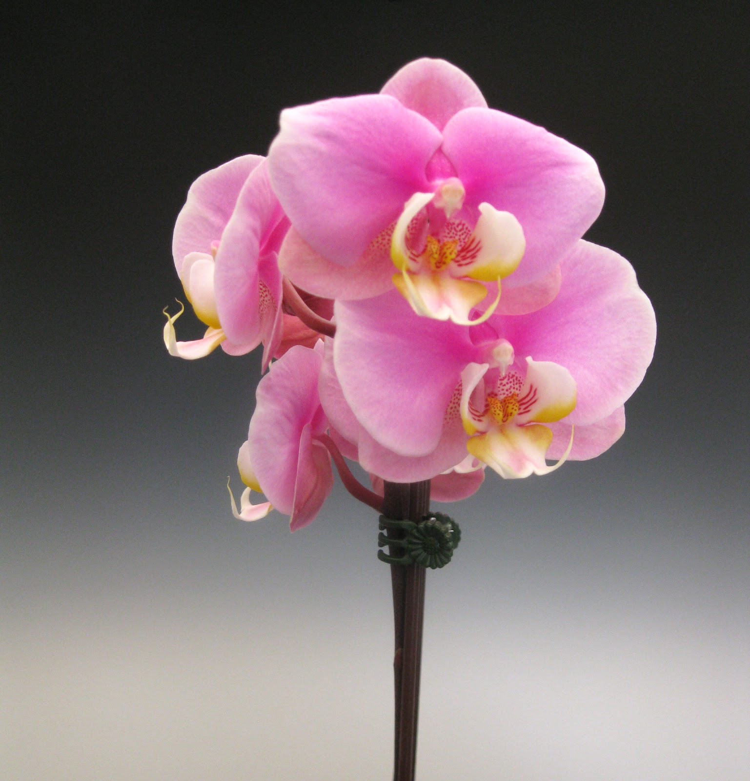 Mother's Day Orchid Flowers Orchidaceous! Orchid Blog