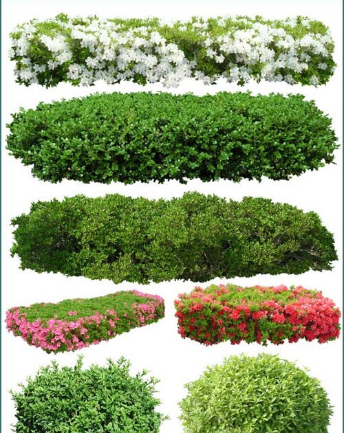 New Flowers and shrubs on a transparent background | Heroturke