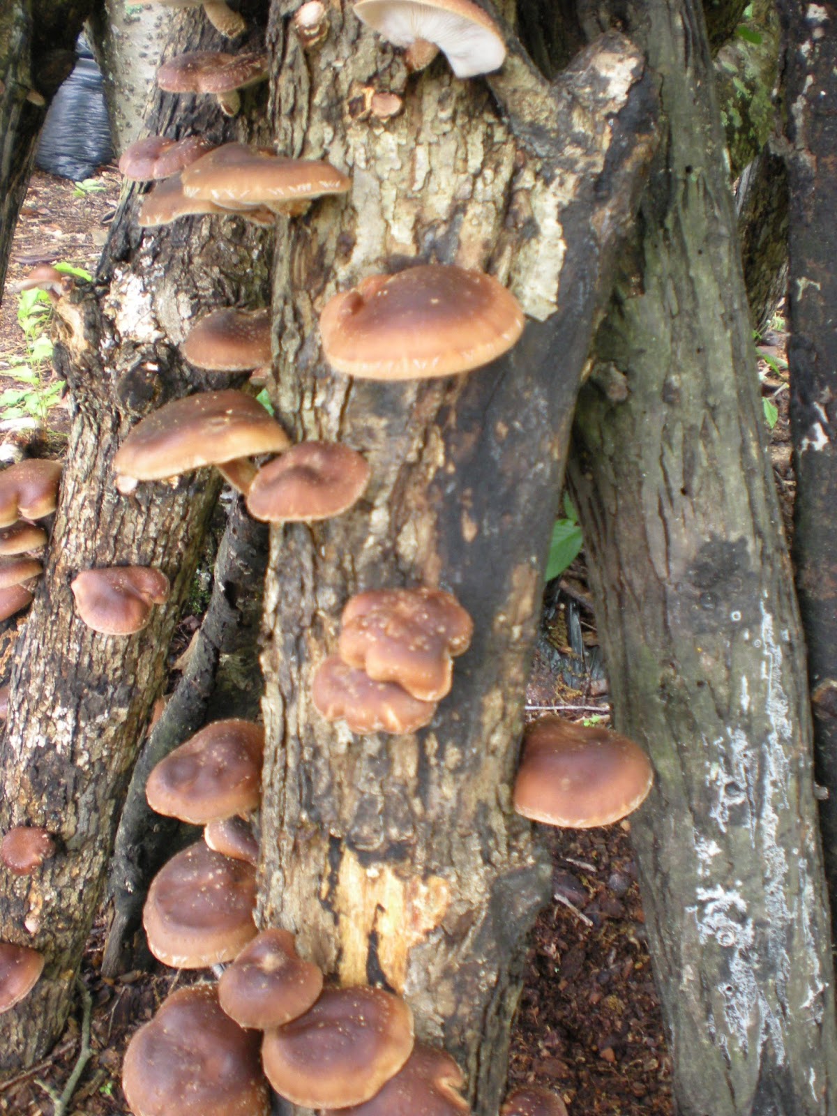 Wings of Dawn Farm Shiitake!
