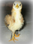 Coco our resident rooster as a baby