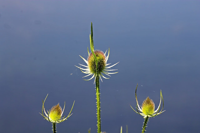 Beautiful print of 3 teasels for sale Buy beautiful greeting cards of 3 teasels