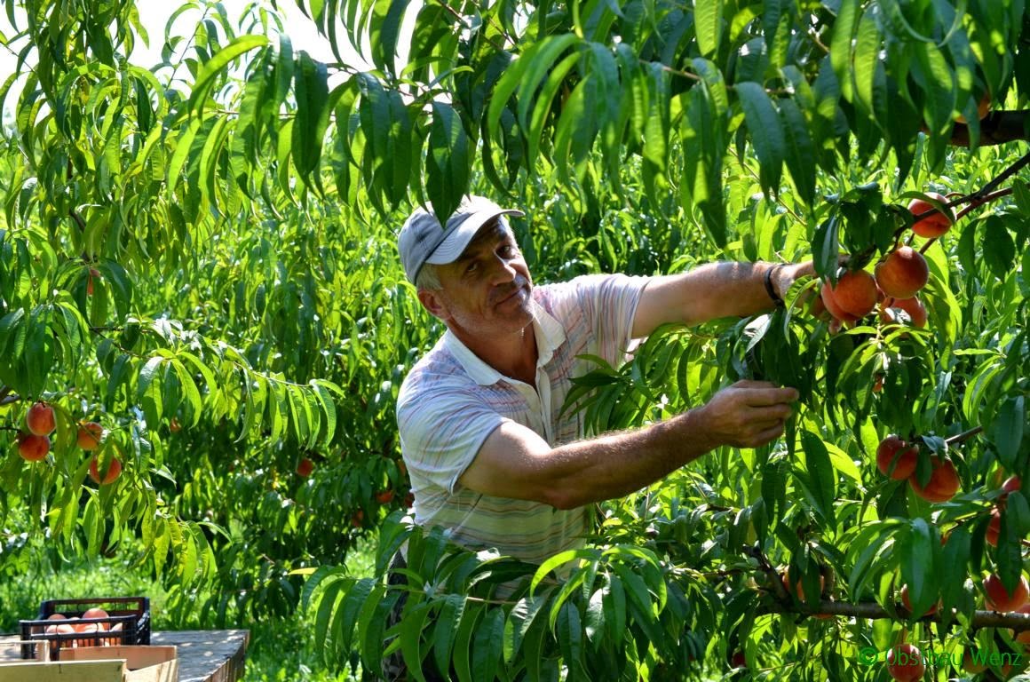 Pfirsichernte Pfirsichernte