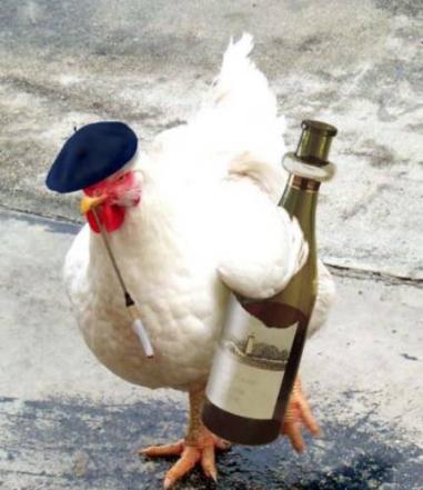 funny-animal-hen.jpg