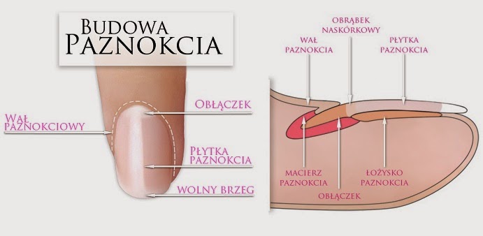 Kuunelakk By Trii Ciekawska Trzynastka Dlaczego Moje Paznokcie Nie Rosna
