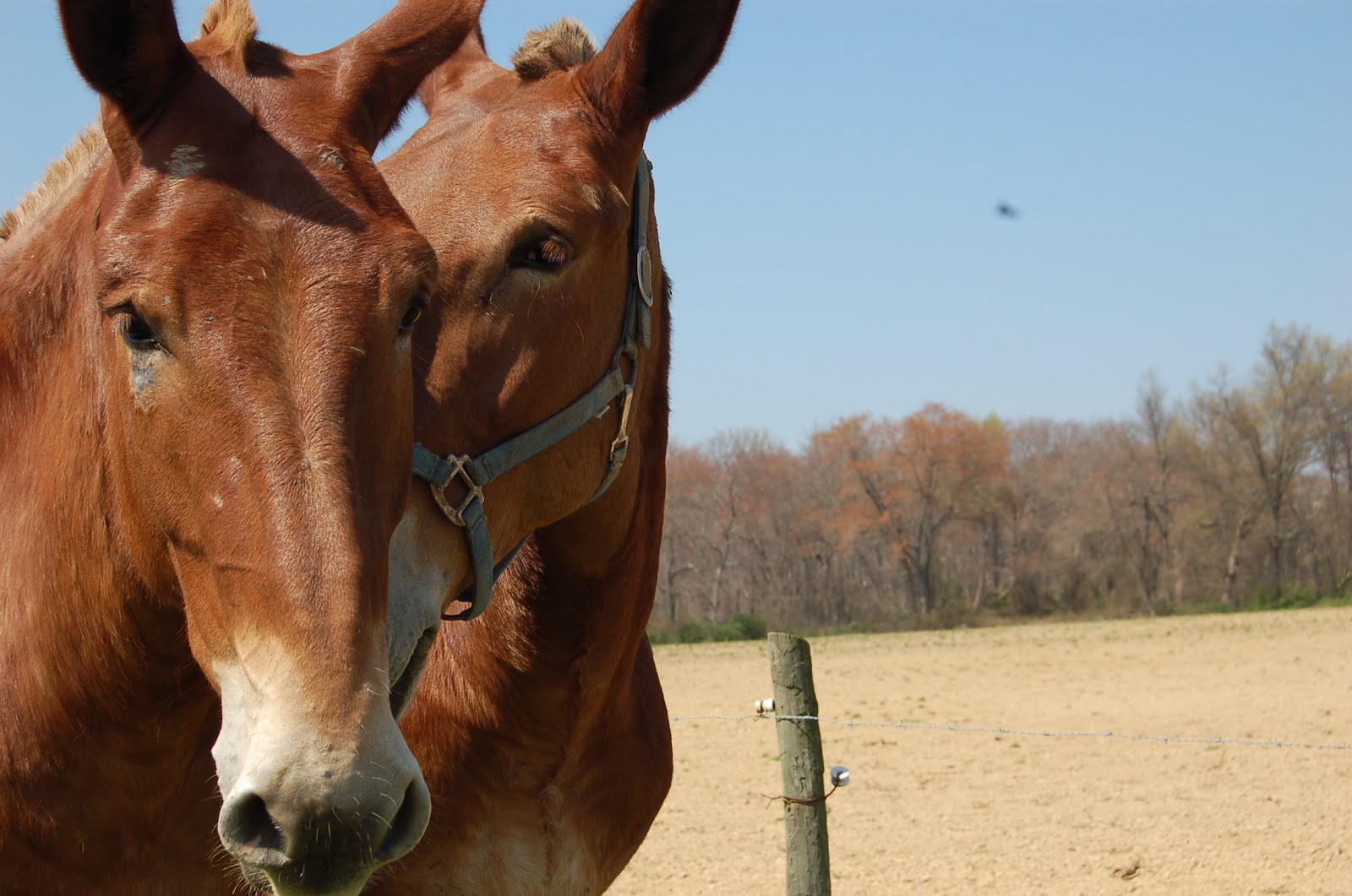 Life on the Funny Farm: Wordless Wednesday - Amish Mules