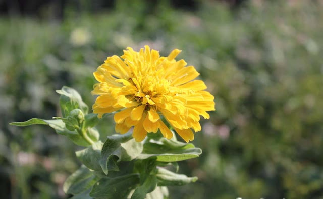 Zinnia Flowers