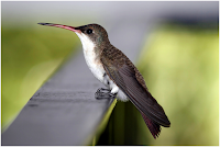 Hummingbird Amazing Facts Hummingbird Facts, Amazing Animals Hummingbird Facts, Hummingbird Facts Amazing Fact