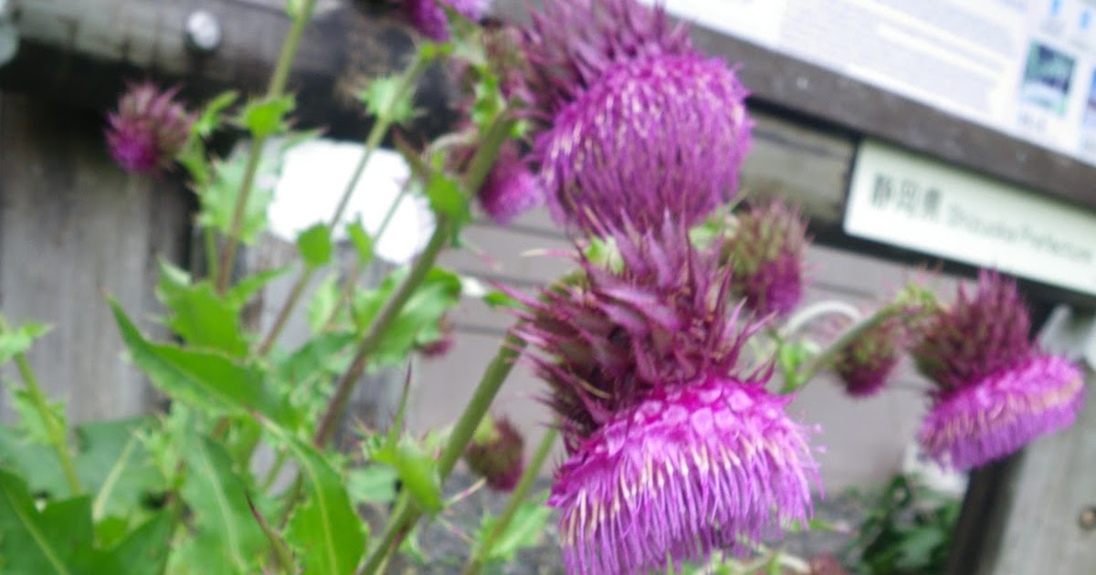 ふもとっぱらblog ふじあざみ！