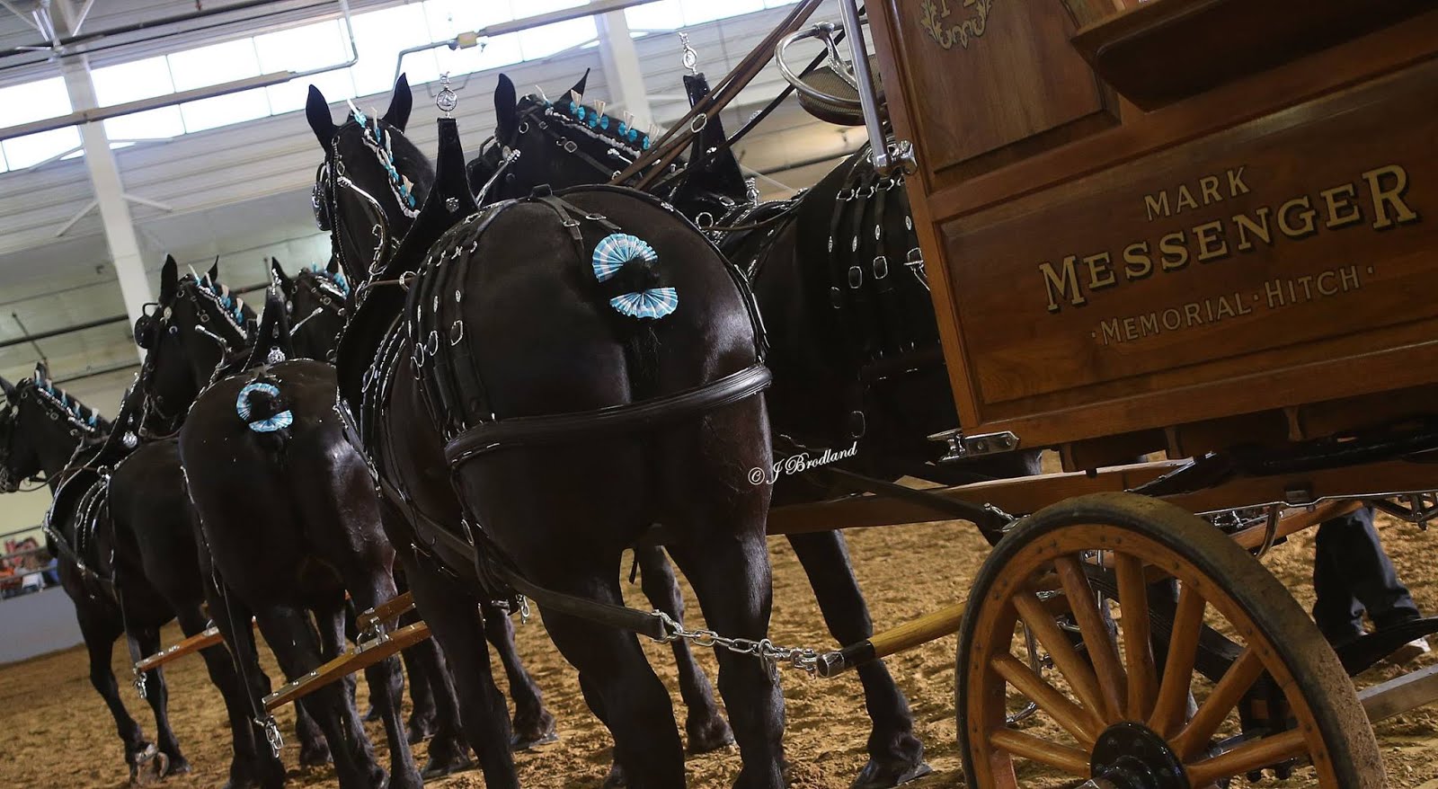 2016 Big Thunder Draft Horse Show