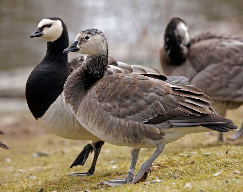 Bird Hybrids Snow Goose x Barnacle Goose