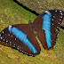 Morpho achilles
