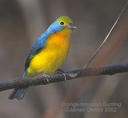 Orange-breasted bunting