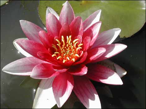 water lily tattoo. Water+lily+pictures