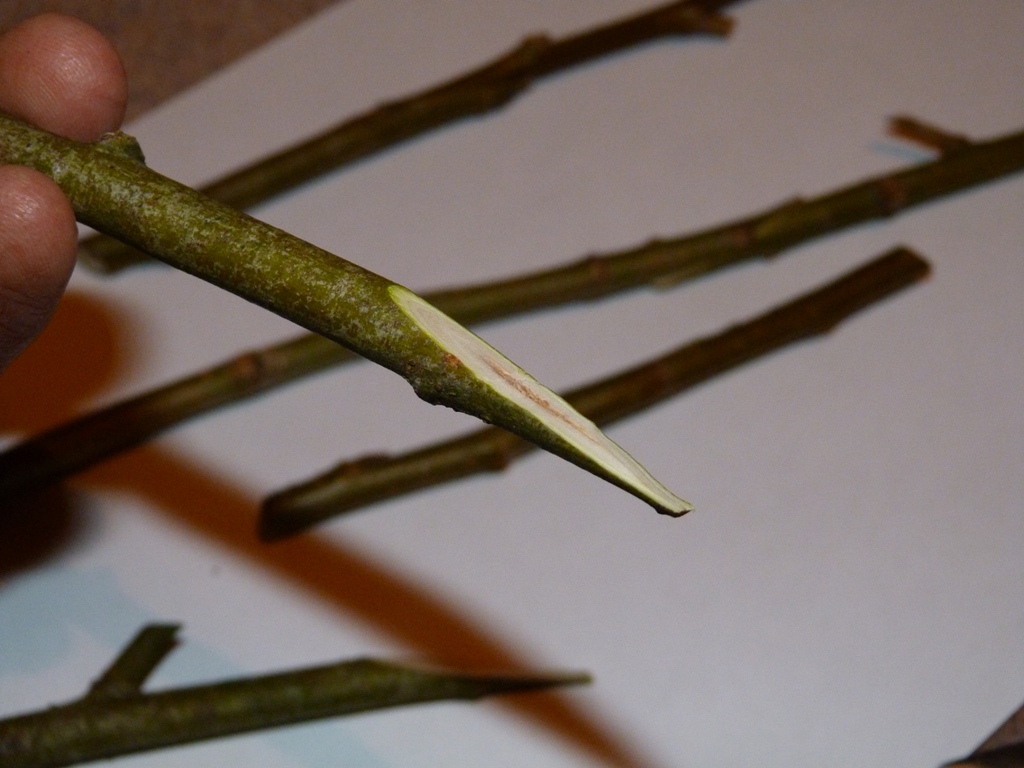 An English Homestead Practicing Whip And Tongue Grafting