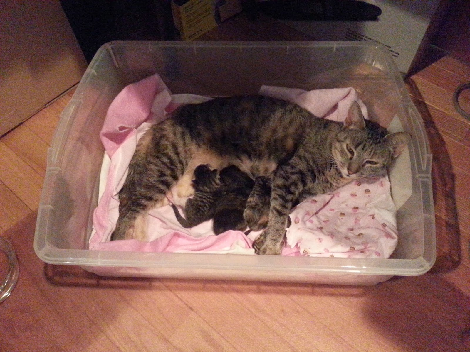 Cats Roses And Books Halo Our Stray Cat And The Birth Of