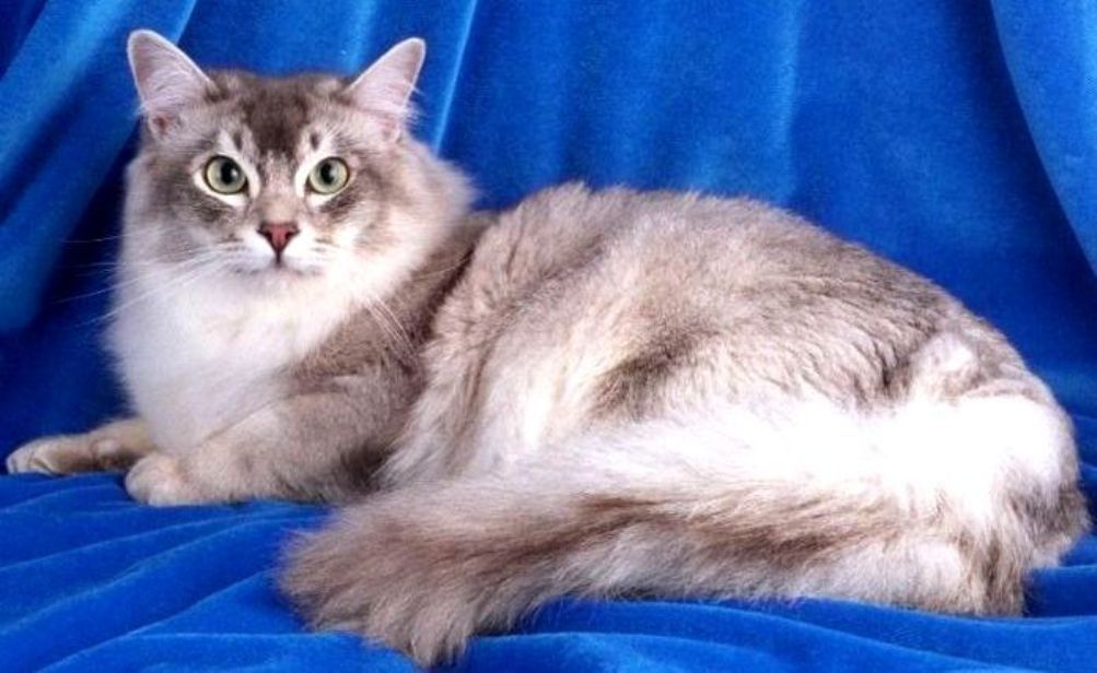 Orang Long Hair Cat Orang Long Hair Cat