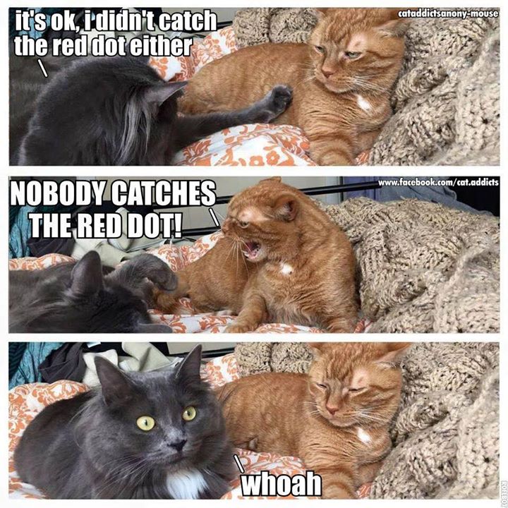 Cats Rule Helping Your Cat Fear of Unexpected Noises