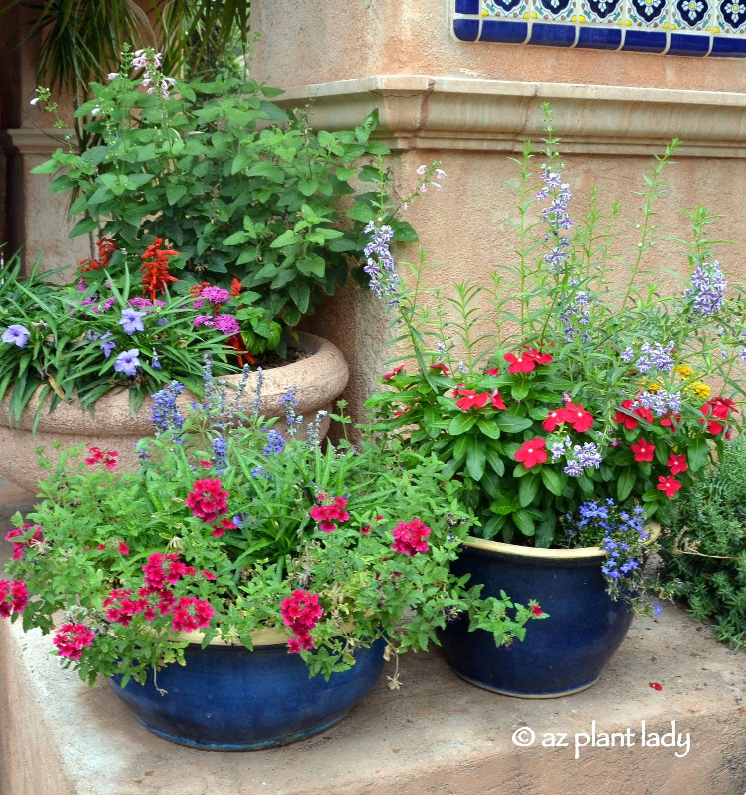 Create a Hummingbird Garden in a Container Ramblings from a Desert Garden