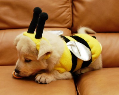 Bee Puppy