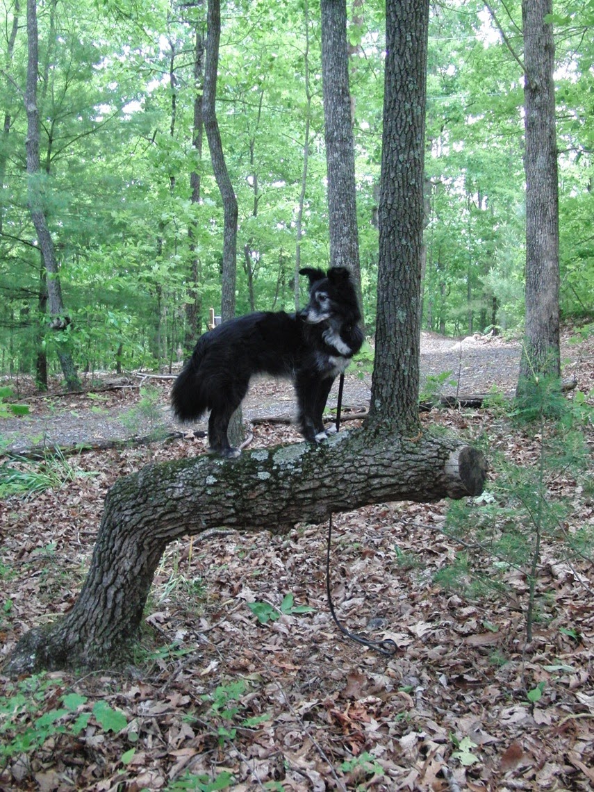 The Days of Johann, an agility dog! Indian Trail Trees!