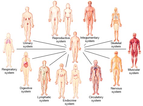 enumerate the different body system of the human body and give their functions
