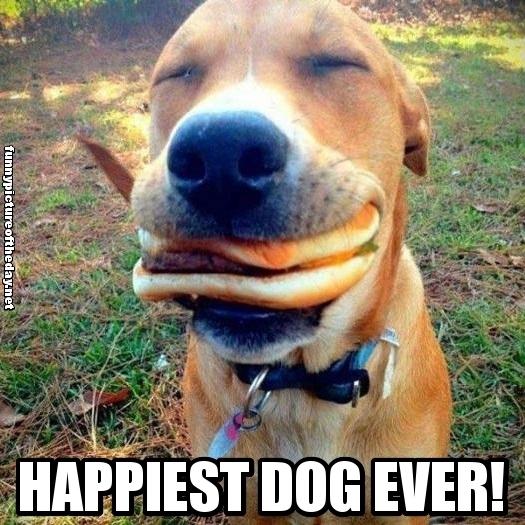 dogs eat cheese great page 25 creative image photos dogs eat cheese great page 25 creative image photos