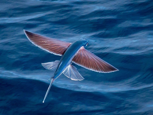 Ikan Terbang