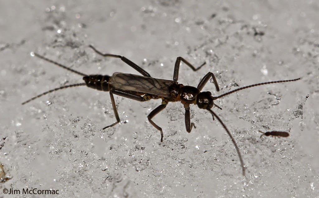 Snow dwelling insects ZooChat