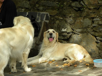 Golden Retriever