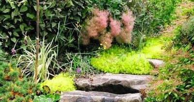 Would like this for the hill in our backyard | Backyards Click