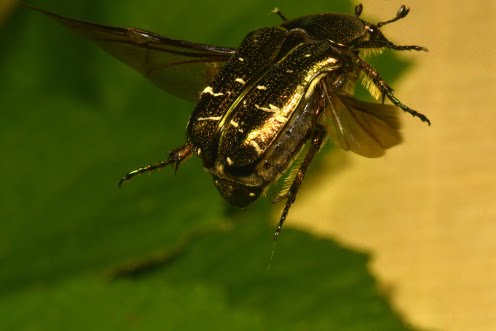 La Cote D Azur La Cetoine Doree Un Bijou La Cote D Azur La Cetoine Doree Un Bijou