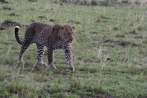 Maasai Mara tour and Kenya safari