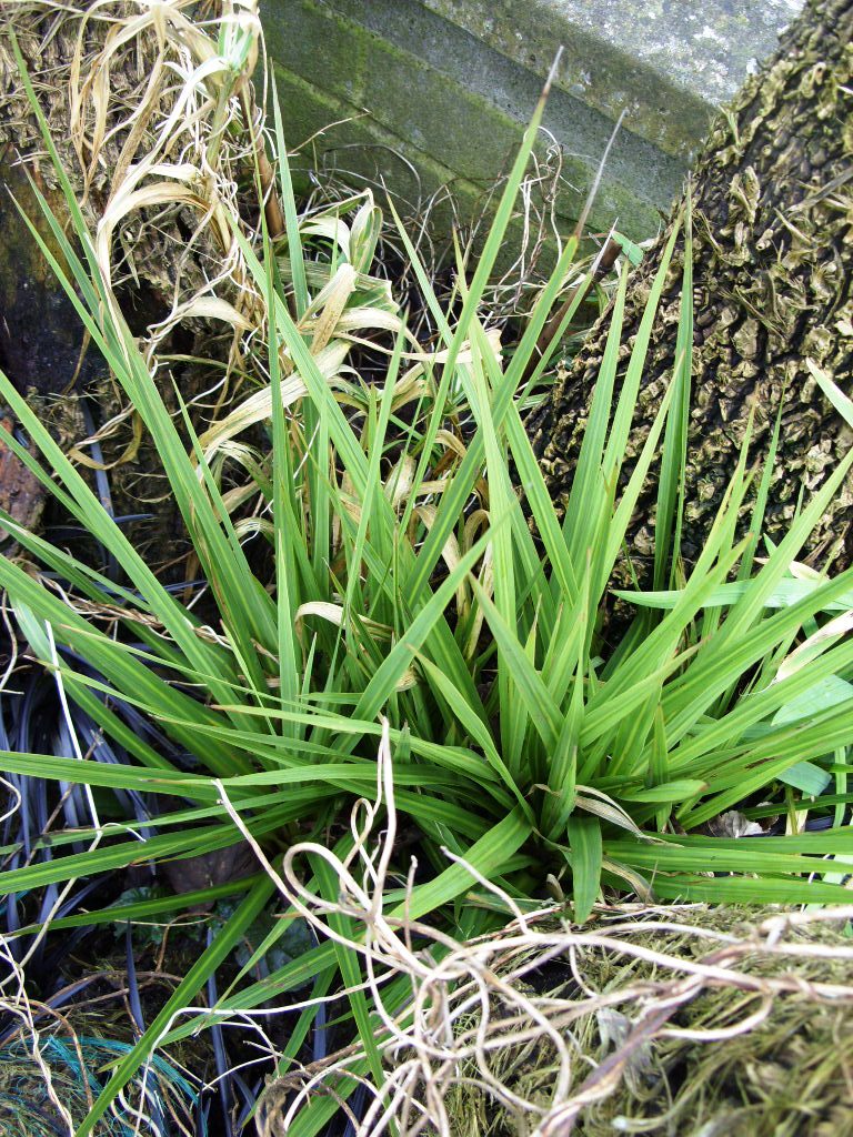 Cordyline Frost Damage