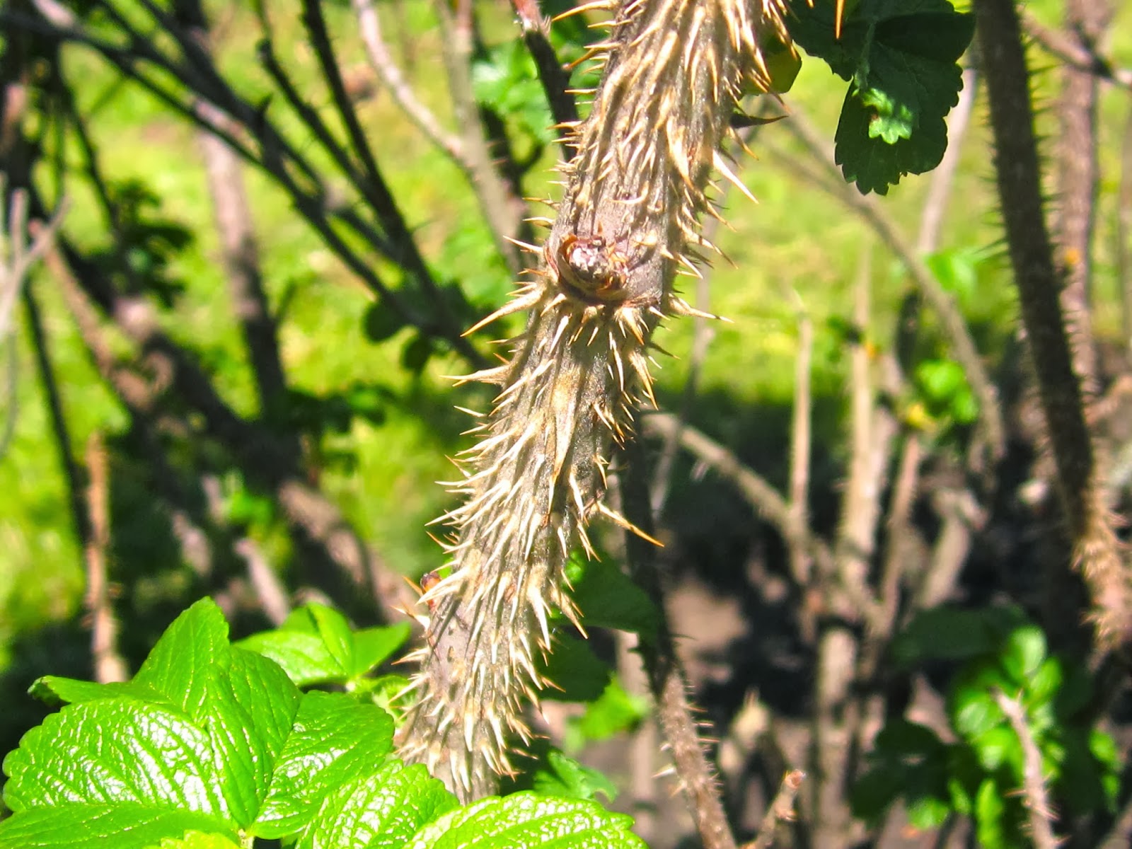Herbs From Distant Lands Pyracantha Species Firethorn