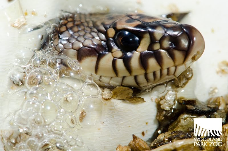 Woodland Park Zoo Blog Endangered snakes hatch, set out for release