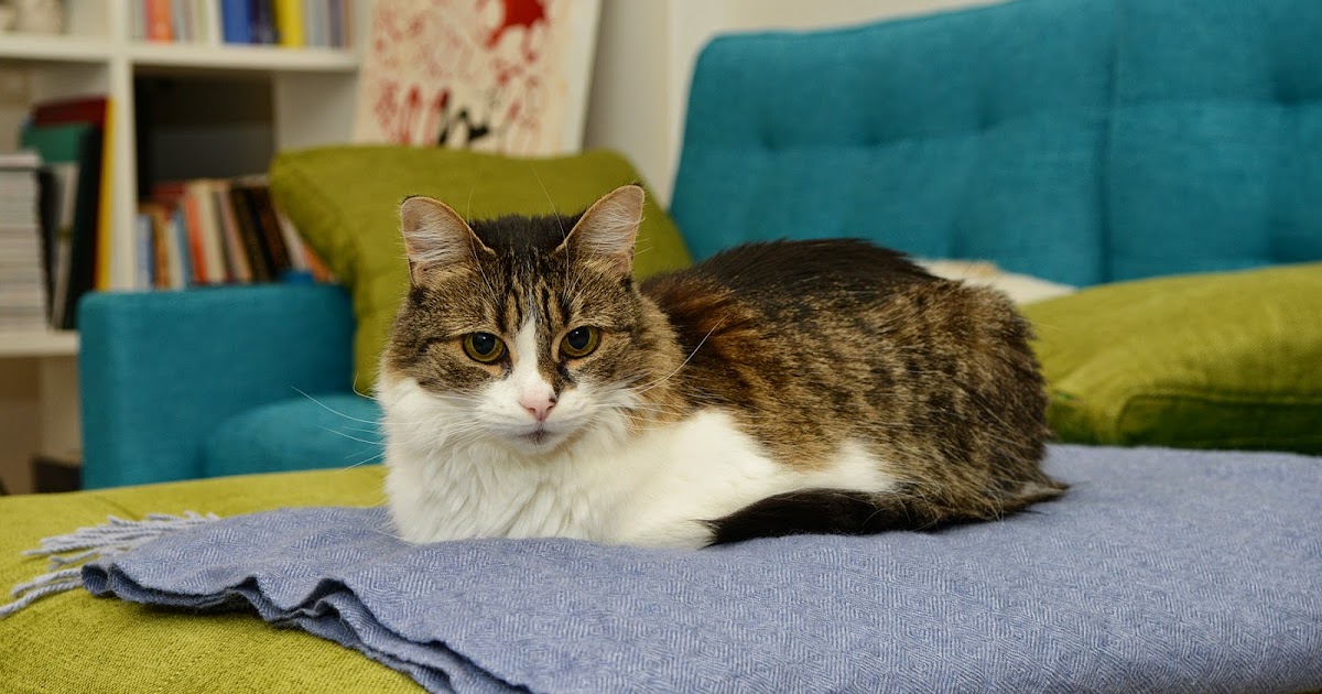 Small Animal Talk Vitamin B deficiency and pet diets