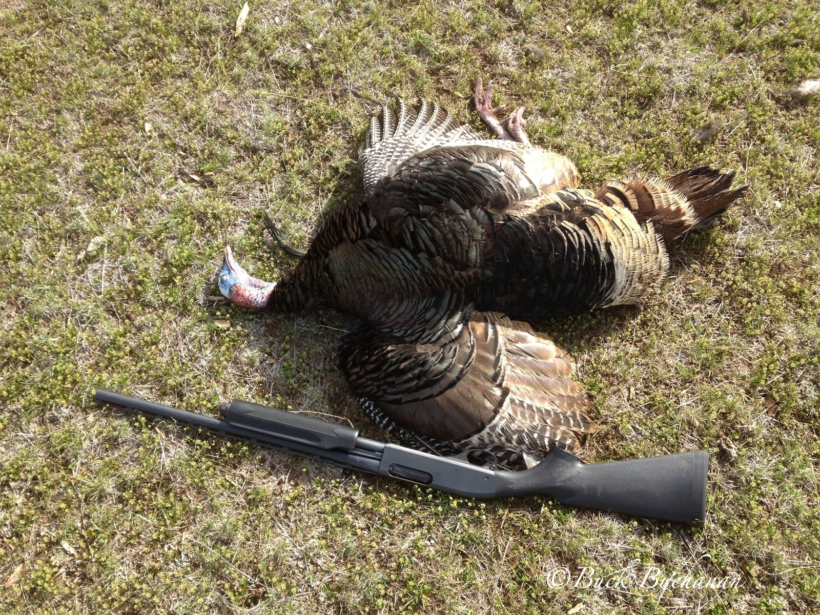 Small Game Hunting Simple Guns for Turkey