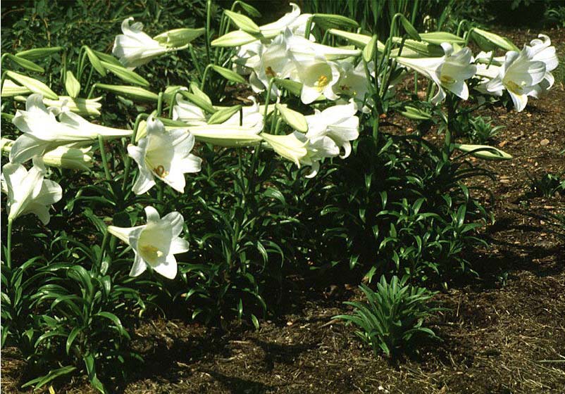 Beechwood Landscape Architecture and Construction Easter Lily