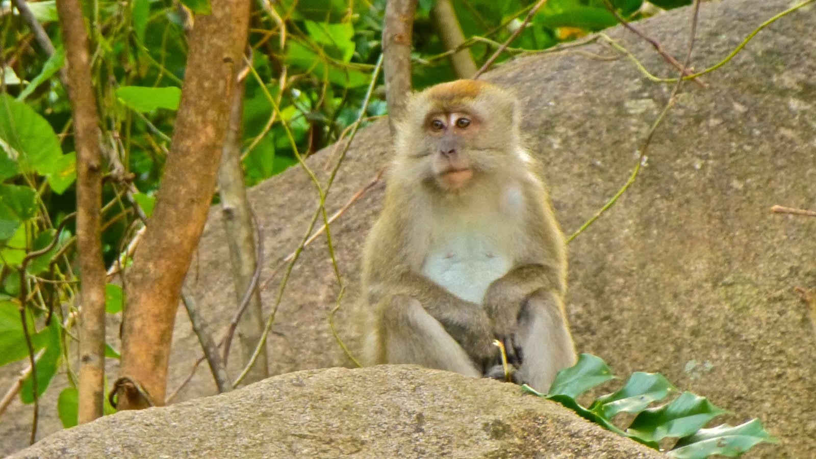 Ce macaque a une longue queue