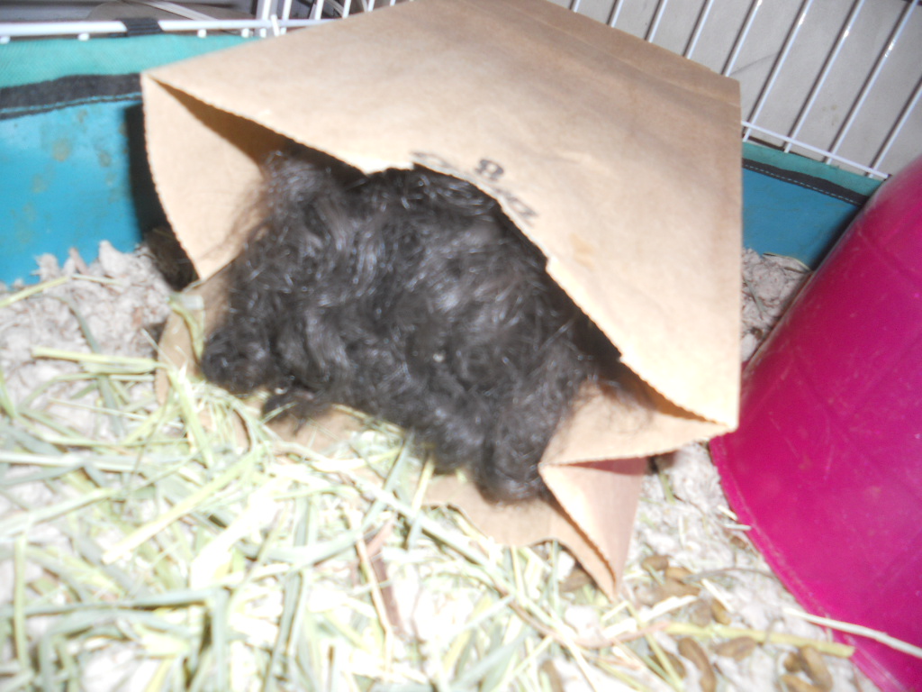 Cavy Savvy A Guinea Pig Blog Toys for Guinea Pigs Paper Bags