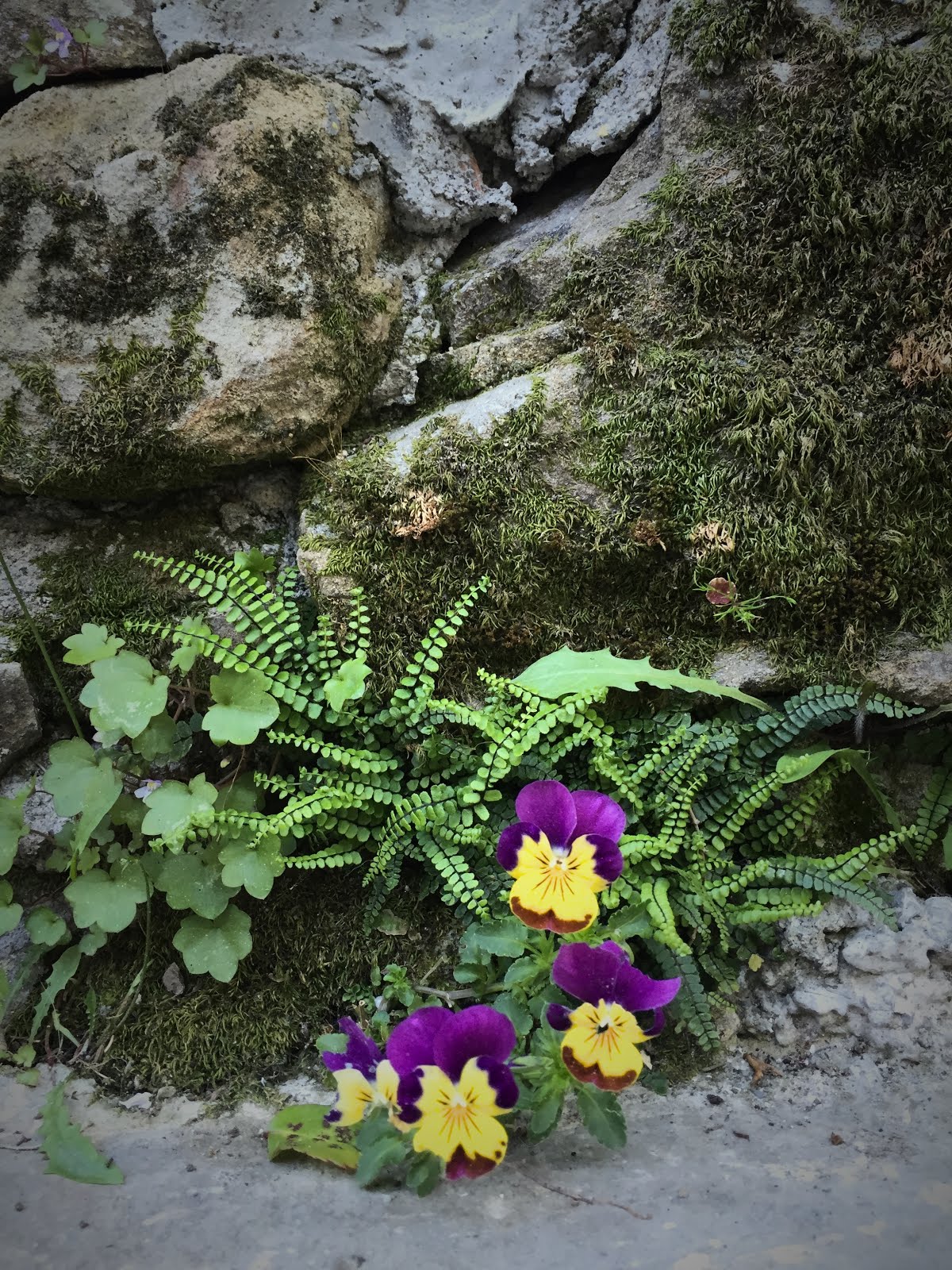 Primavera in Val di Vara
