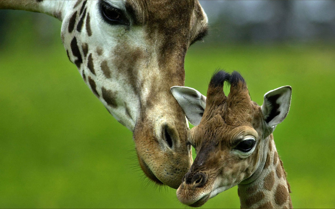 Giraffe-Cute-Pictires-2013-04.jpg