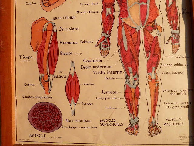 Vintage French Posters Botany Animals Anatomy, old World Maps from