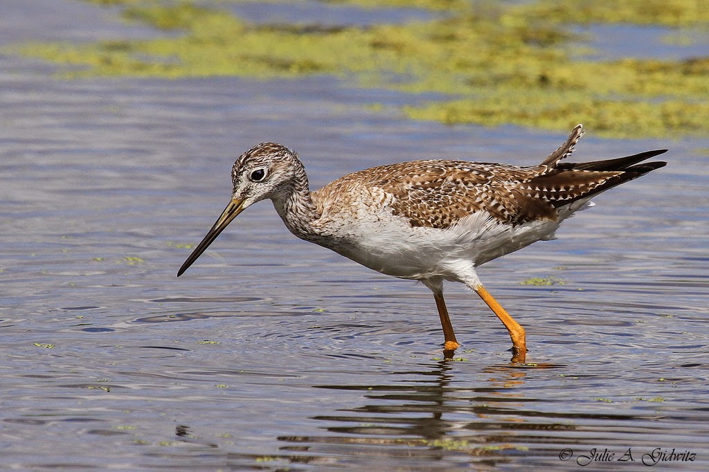 Birding Is Fun! The Birds of Celery Fields