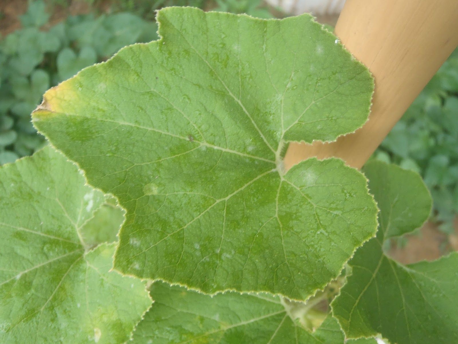 My Farming Footprints Pumpkin leaves white spots again!