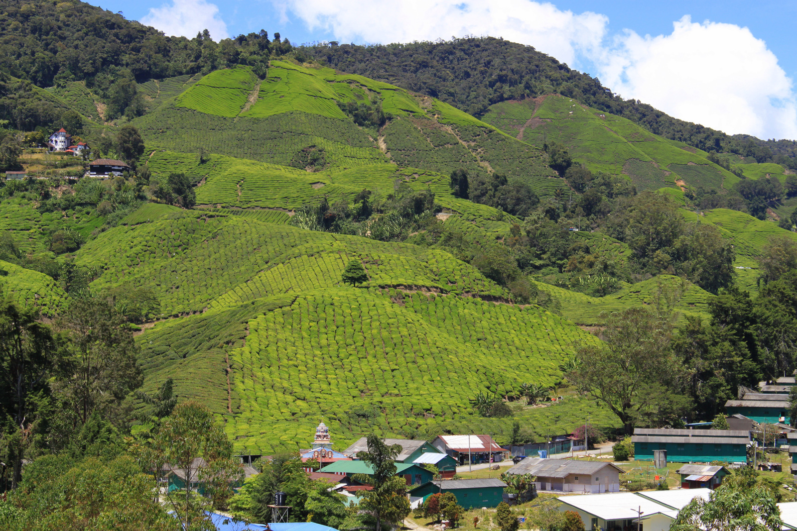 Cameron Highlands - Plantation de thé