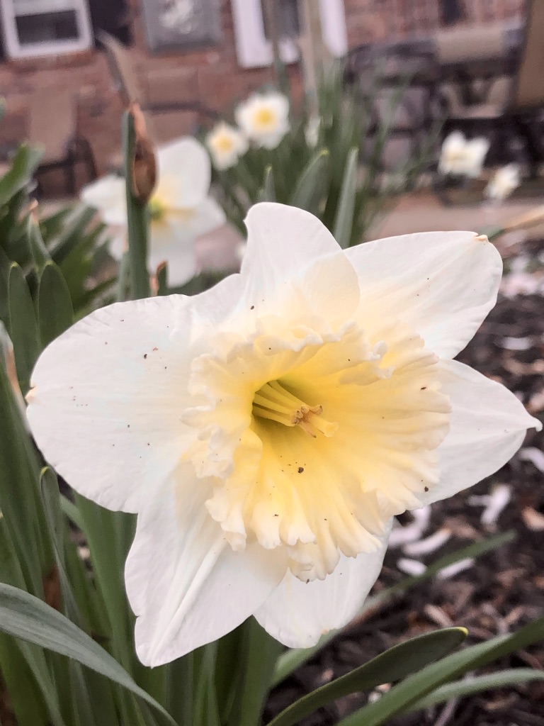 Our Green Thumbs In Cincinnati