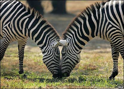 Fig. 4 Zebras grazing in the savanna. Photographer Uknown. “Why is Zebra’s Skin Striped?” http://trussty-jasmine.blogspot.com/2012/02/why-is-zebras-skin-striped.html#axzz1n2k3NdEK