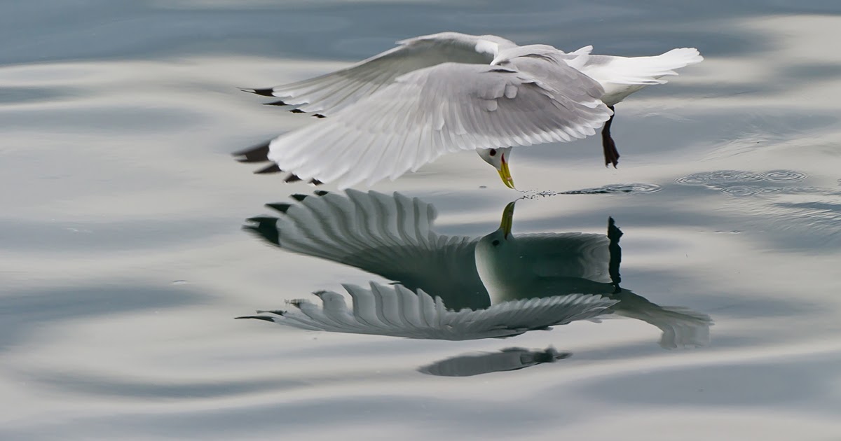 FOTOGIGEN. Mirror birds.